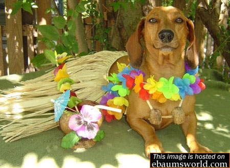 error displaying image