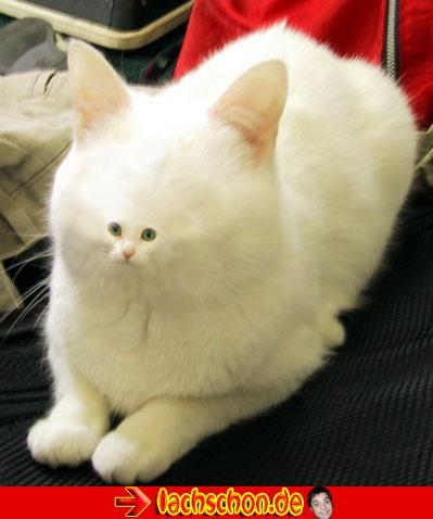 error displaying image