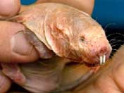 error displaying image