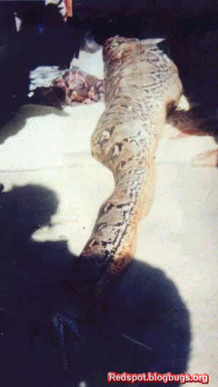 error displaying image