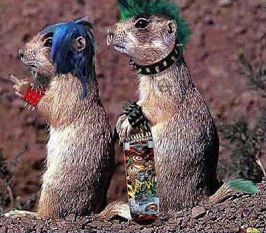 error displaying image