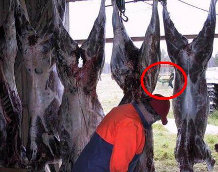 error displaying image