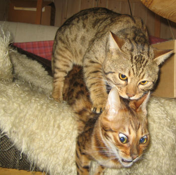 error displaying image