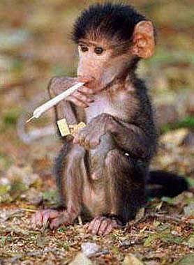 error displaying image