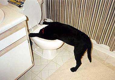 error displaying image