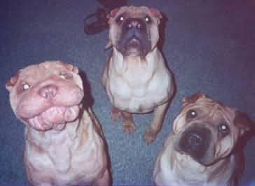 error displaying image