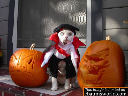 error displaying image