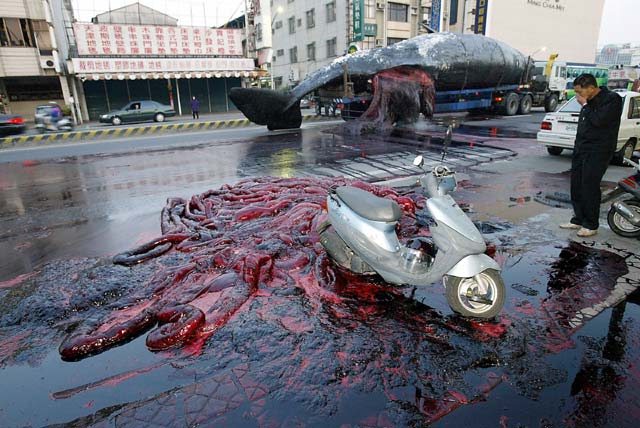 error displaying image