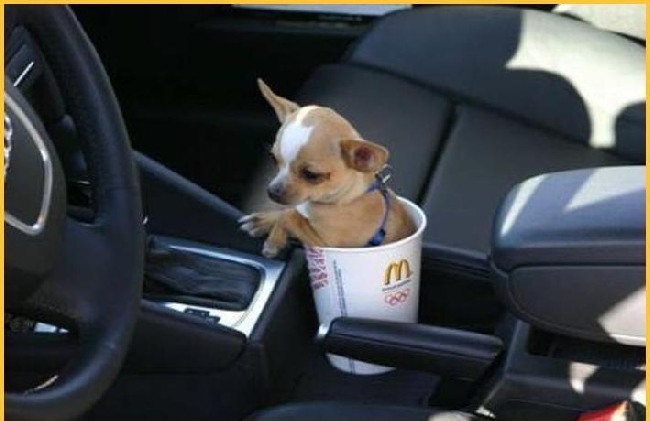 error displaying image