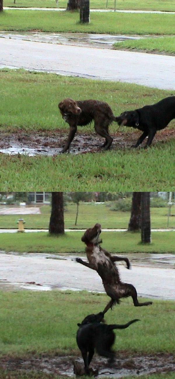 error displaying image