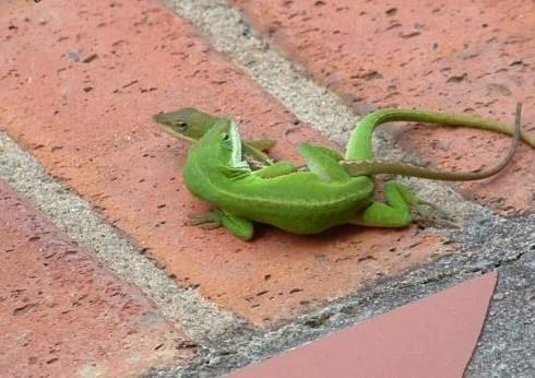 error displaying image