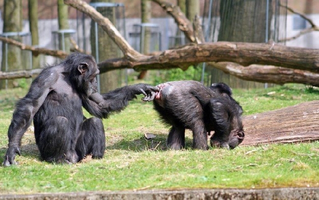 error displaying image