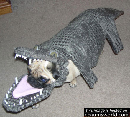 error displaying image