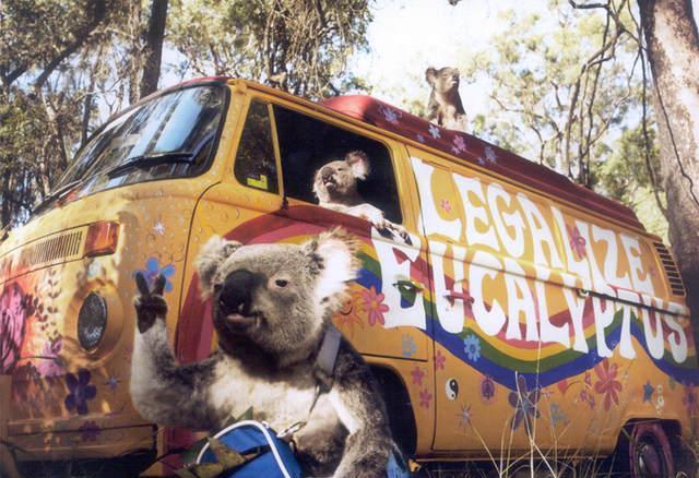 error displaying image