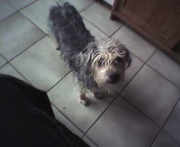 error displaying image