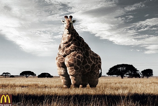 error displaying image