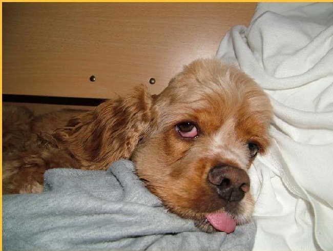 error displaying image