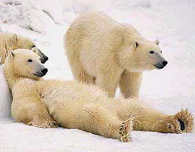 error displaying image