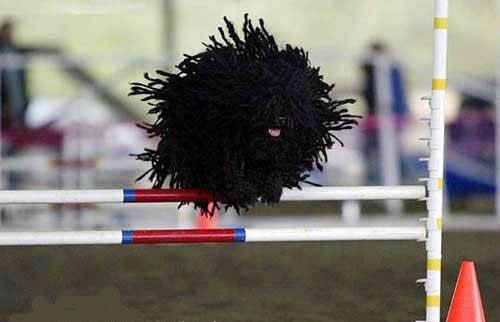 error displaying image