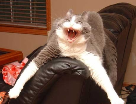 error displaying image