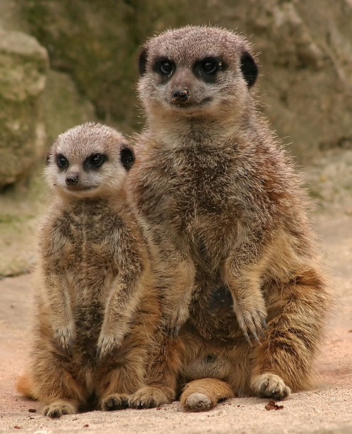 error displaying image