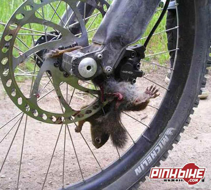 error displaying image