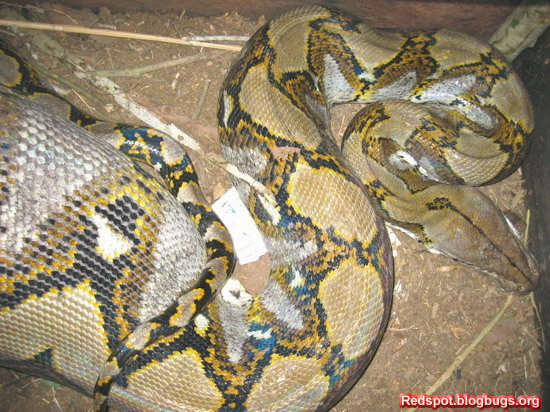 error displaying image