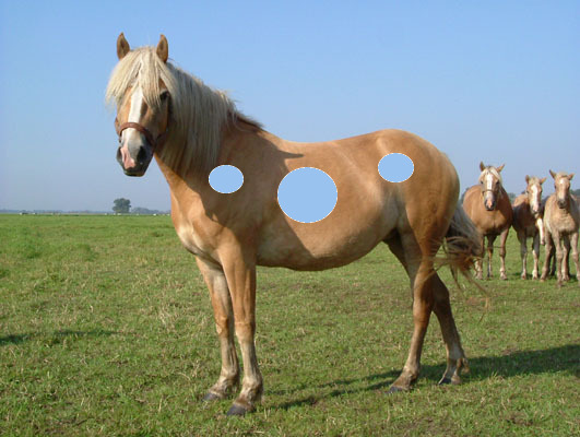 error displaying image