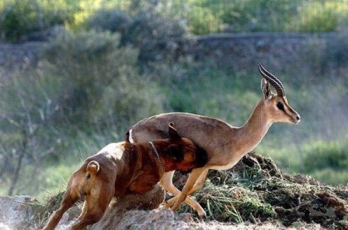 error displaying image