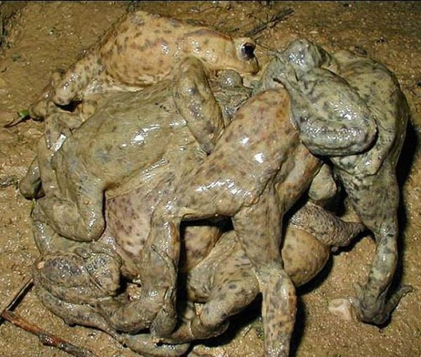 error displaying image